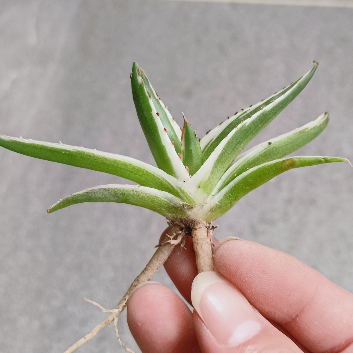 【飛竜園】F-272 多肉植物 アガベ 丸叶 氷山 極上子株 の画像5