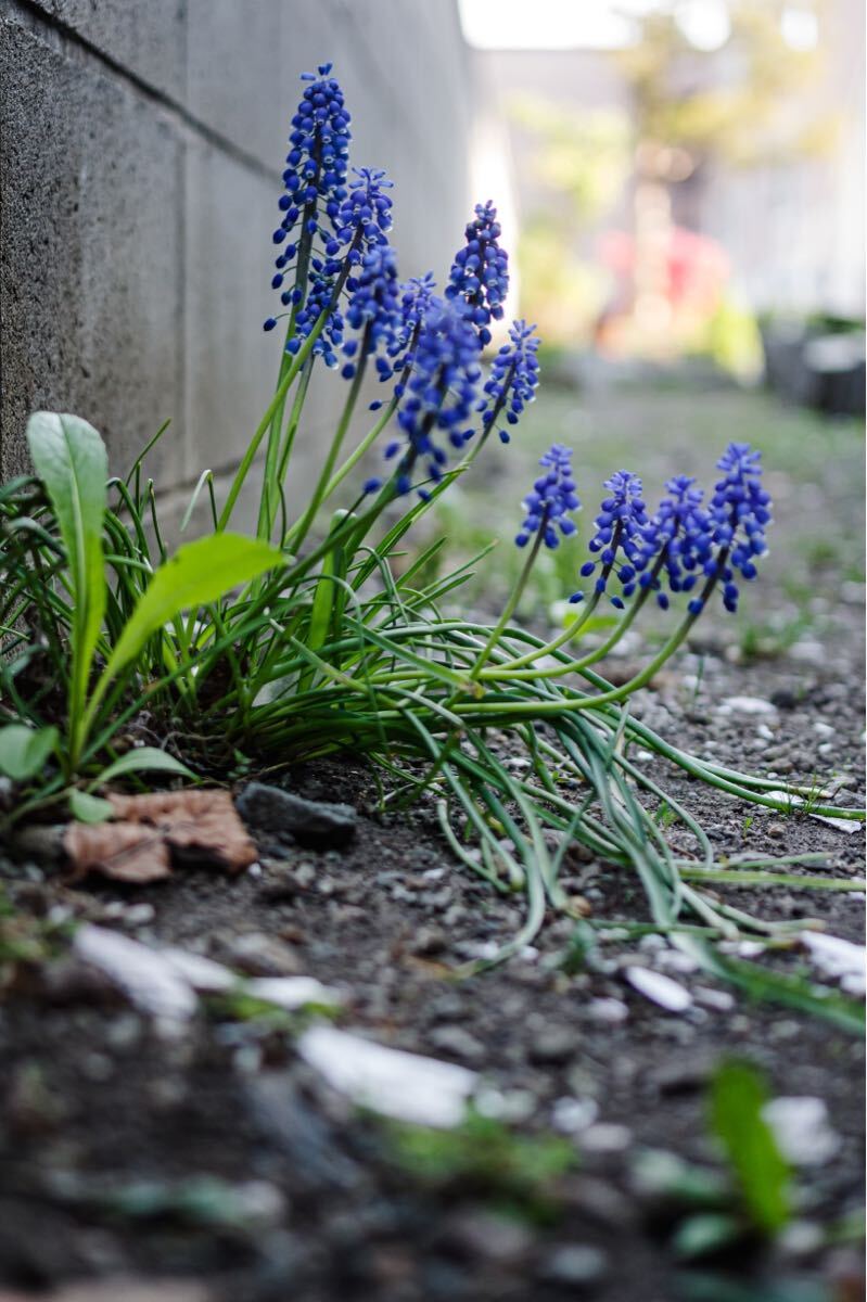 smc PENTAX-DA 35mm f2.4 レンズ　Kマウント_画像2