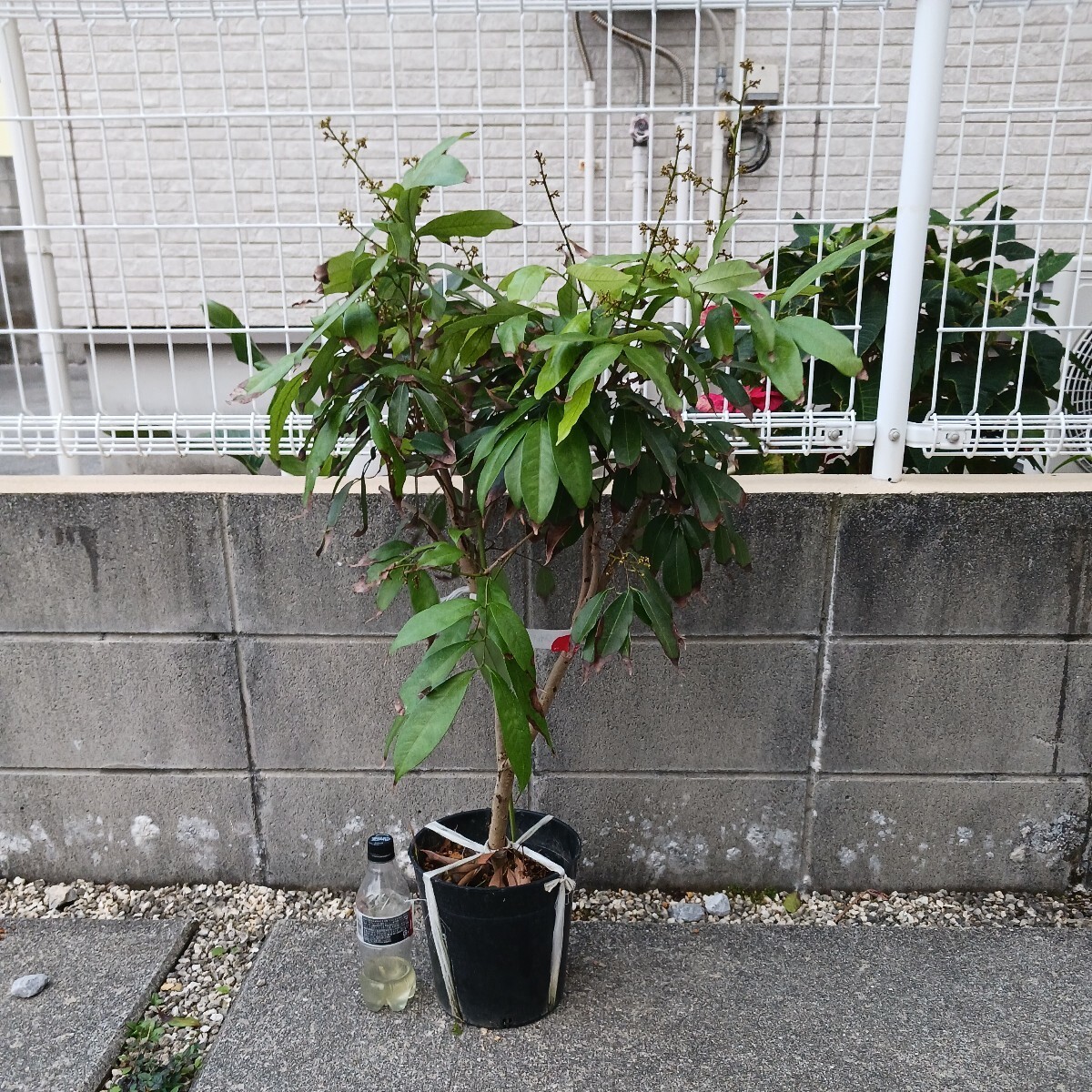 ライチ苗 取木苗 3年 取木苗 チャカパット 開花歴有|フルーツ・果実 ライチ苗 取木苗 3年 取木苗 チャカパット 開花歴有|フルーツ・果実