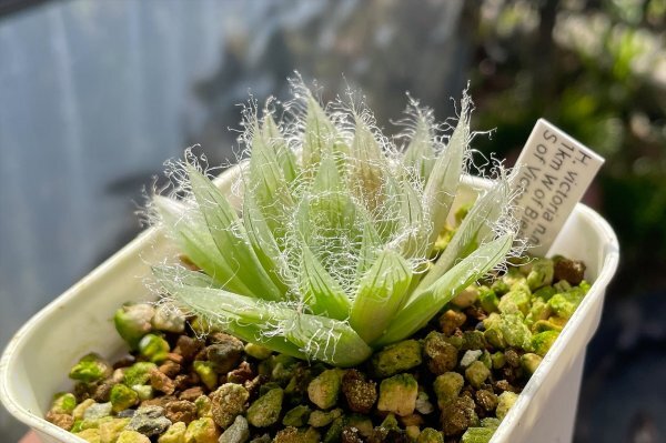 ハオルチア　Haworthia victoria n.n. DMC04353_画像3