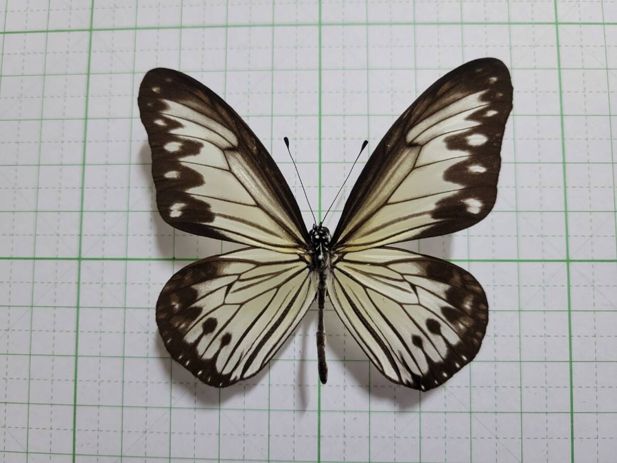 蝶標本。ヒメゴマダラ。ネグロス産_画像1
