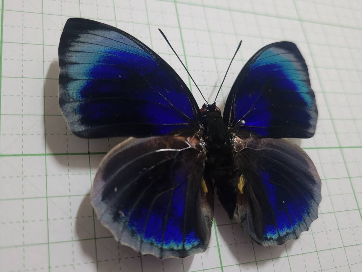 蝶標本。アグリアスベアティフィカ。ペルー産の画像2