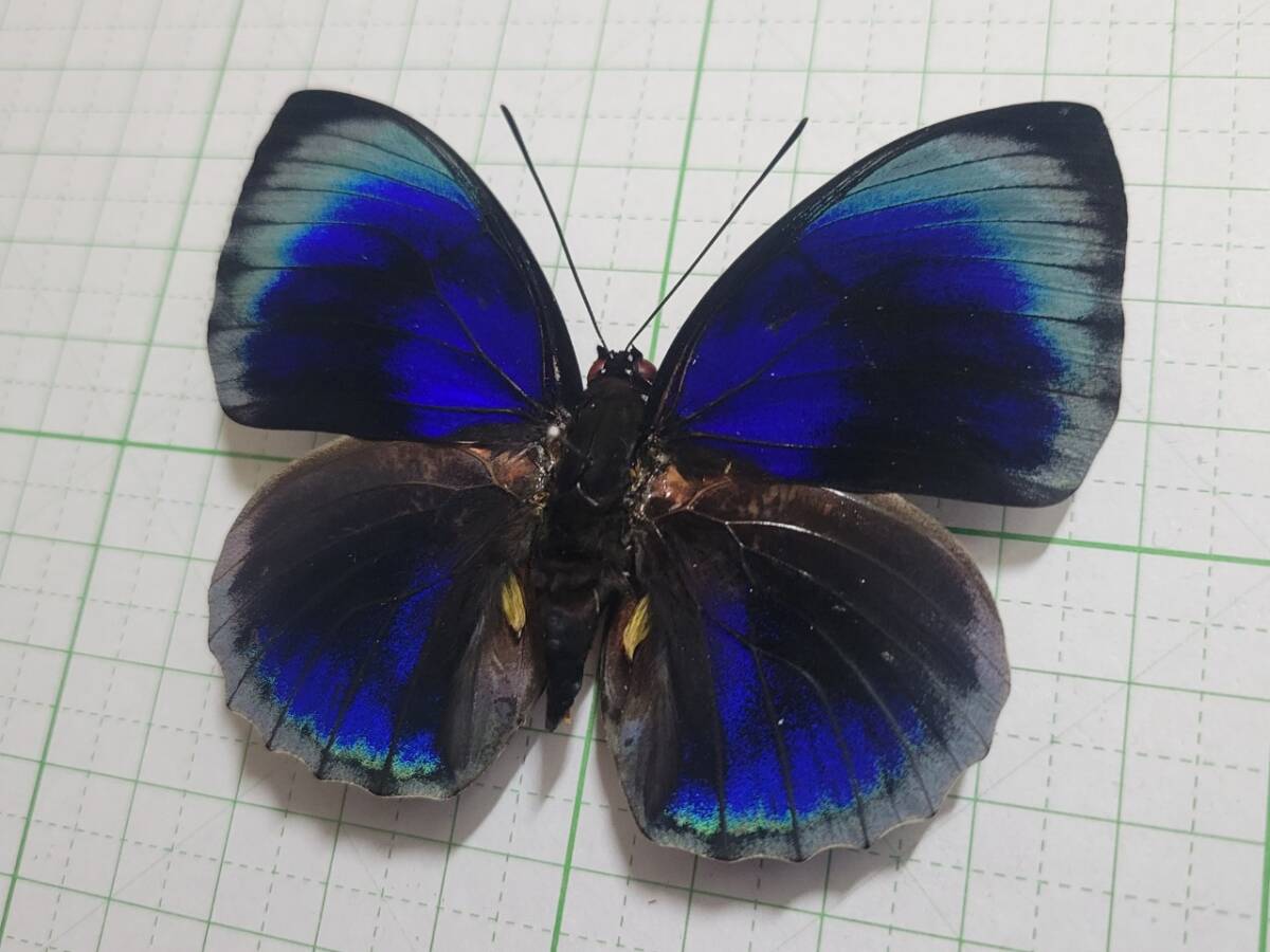 蝶標本。アグリアスベアティフィカ。ペルー産の画像3