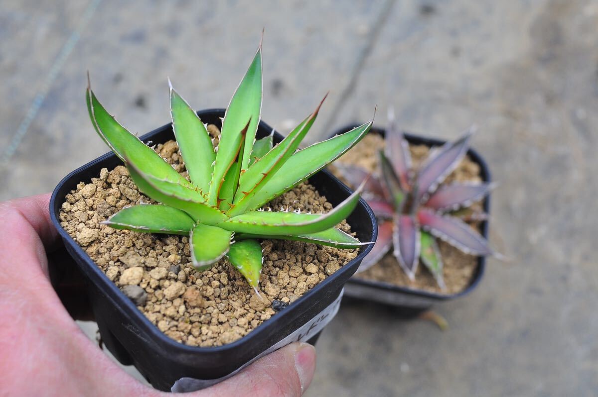 アガベ ガルシアメンドーサ　2株セット　実生　多肉植物 チタノタ Agave 笹の雪 ホリダ　錦_画像1