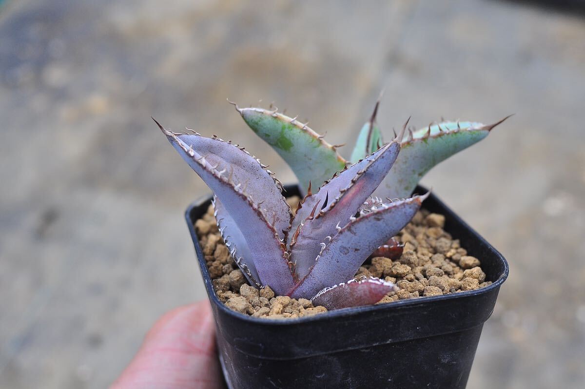 アガベ チタノタブルー 2株セット 多肉植物 Agave titanota チタノタ 実生苗 矮性 レッドキャットの画像3