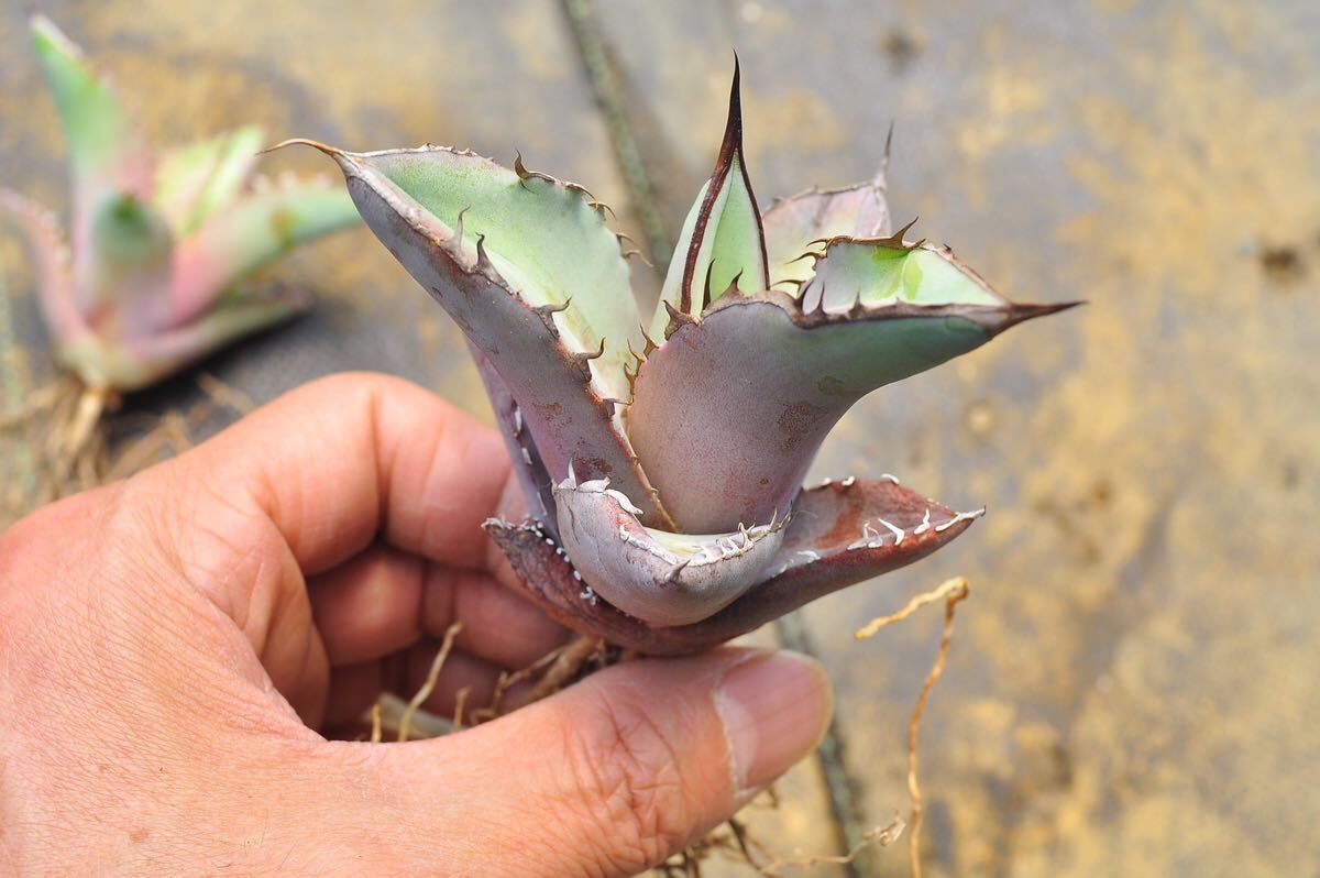 アガベ チタノタブルー 2株セット 多肉植物 チタノタ ブラックアンドブルー BB の画像5