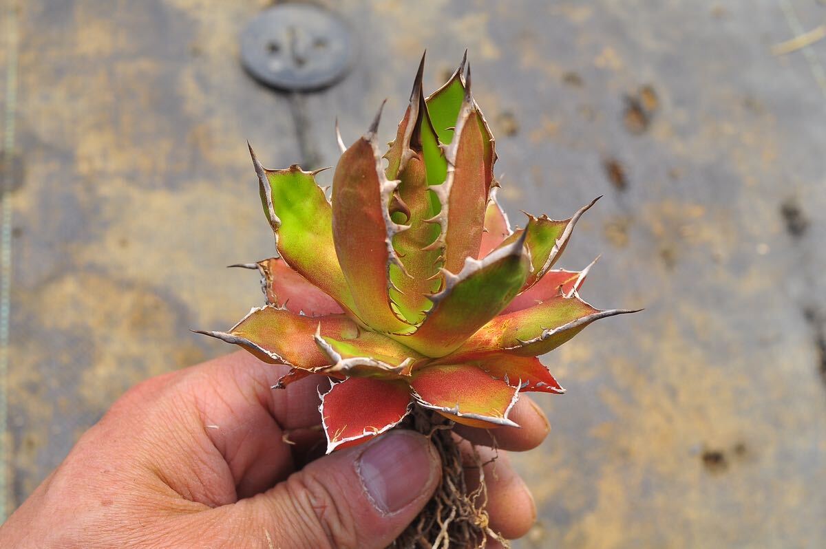 アガベ ホリダホリダ 多肉植物 チタノタ Agave モ特選 titanota の画像1