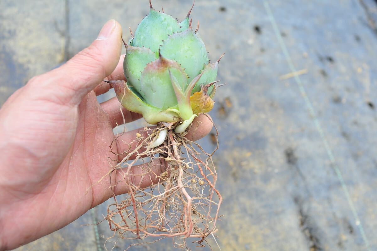 アガベ 風雷神 縞斑 子株付き 多肉植物 ユーフォルビア 韓国 チタノタ オリザバ トランカータ の画像6