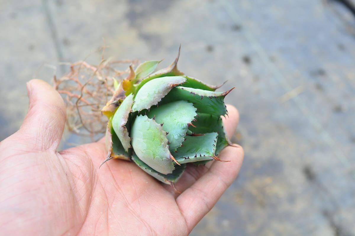 アガベ 風雷神 縞斑 子株付き 多肉植物 ユーフォルビア 韓国 チタノタ オリザバ トランカータ の画像2