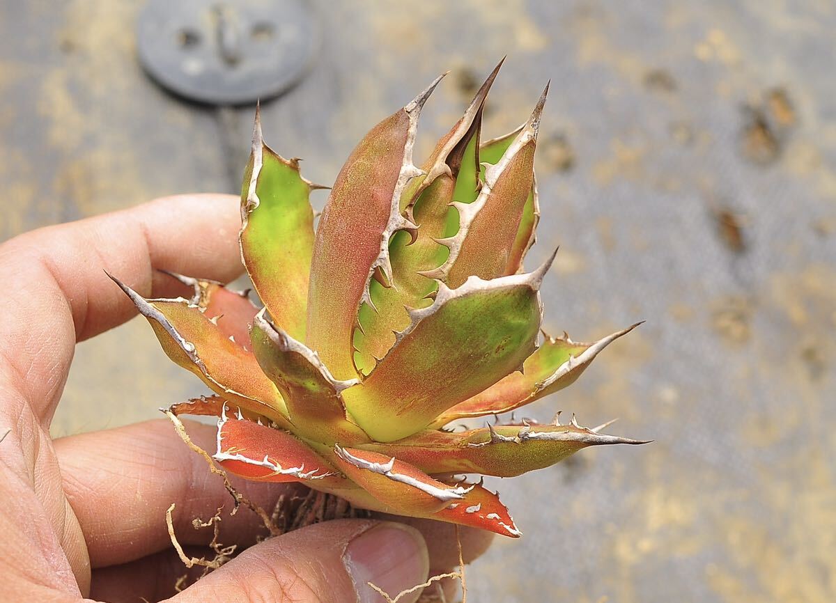 アガベ ホリダホリダ 多肉植物 チタノタ Agave モ特選 titanota の画像6
