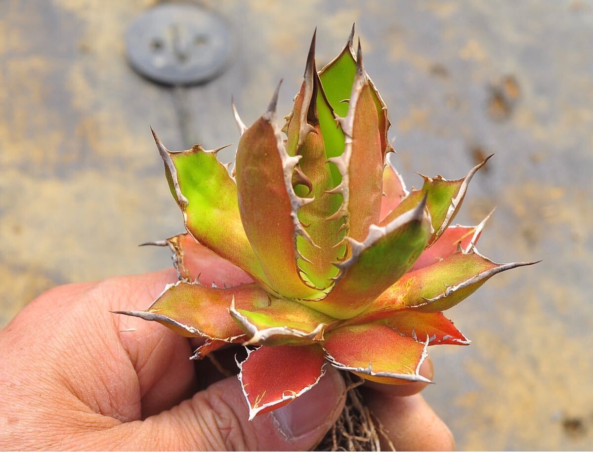 アガベ ホリダホリダ 多肉植物 チタノタ Agave モ特選 titanota の画像2