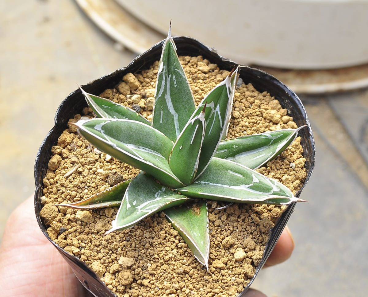 アガベ 笹の雪 バスタマンテ　多肉植物 輝山 笹吹雪 Agave サボテン チタノタ _画像2