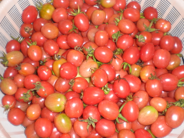 ミニトマト　2種　(大丸ミニトマト、ブラジルミニトマト)　種各1５粒　R5産　自家採種　格安送料込み_大丸ミニトマト