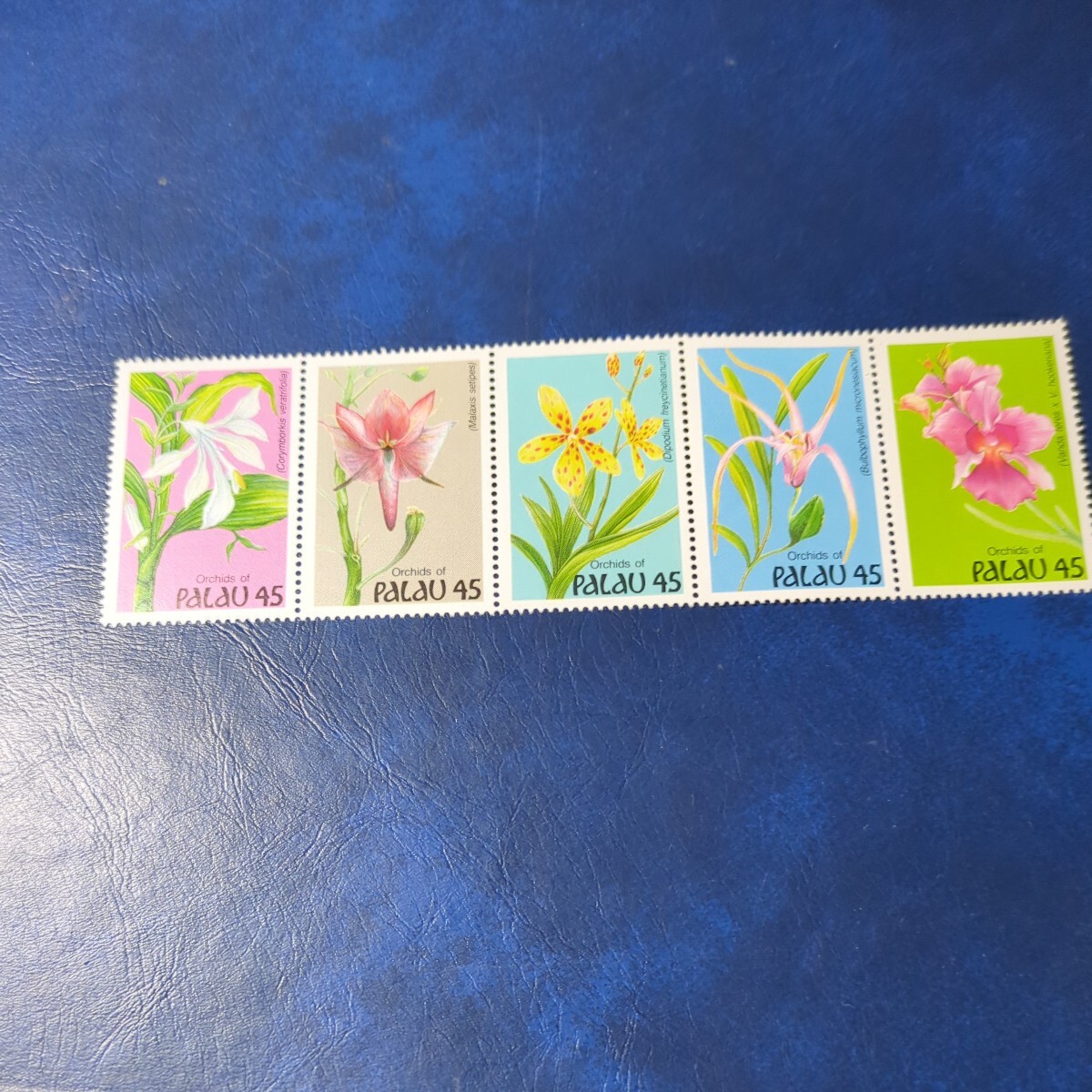 パラオ切手 「花の万博ランの花」未使用5種揃　1990年ヒンジなし_画像1
