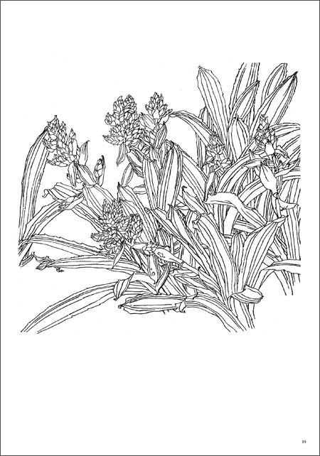 ヤフオク 熱帯植物 三 唯美白描精選 中国 ヤフオク 熱帯植物 三 唯美白描精選 中国
