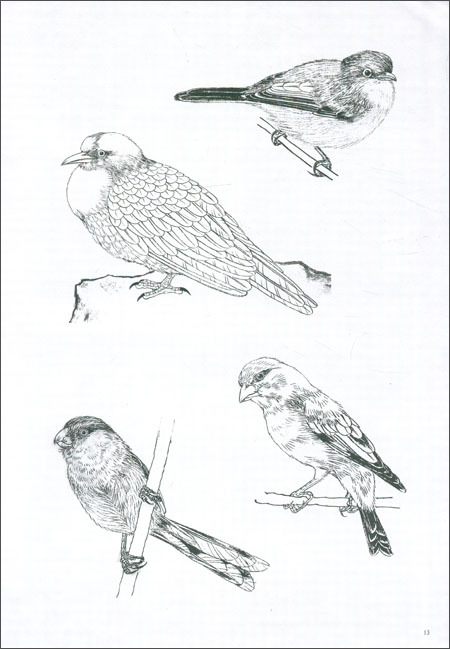 9787539329048. bird . raw ( one ). beautiful white .. selection Chinese picture sketch adult coating .