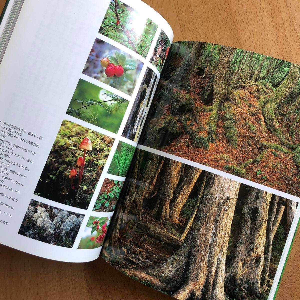 【美品】日本の森を旅する （コロナ・ブックス　６６） 石橋睦美／写真・文