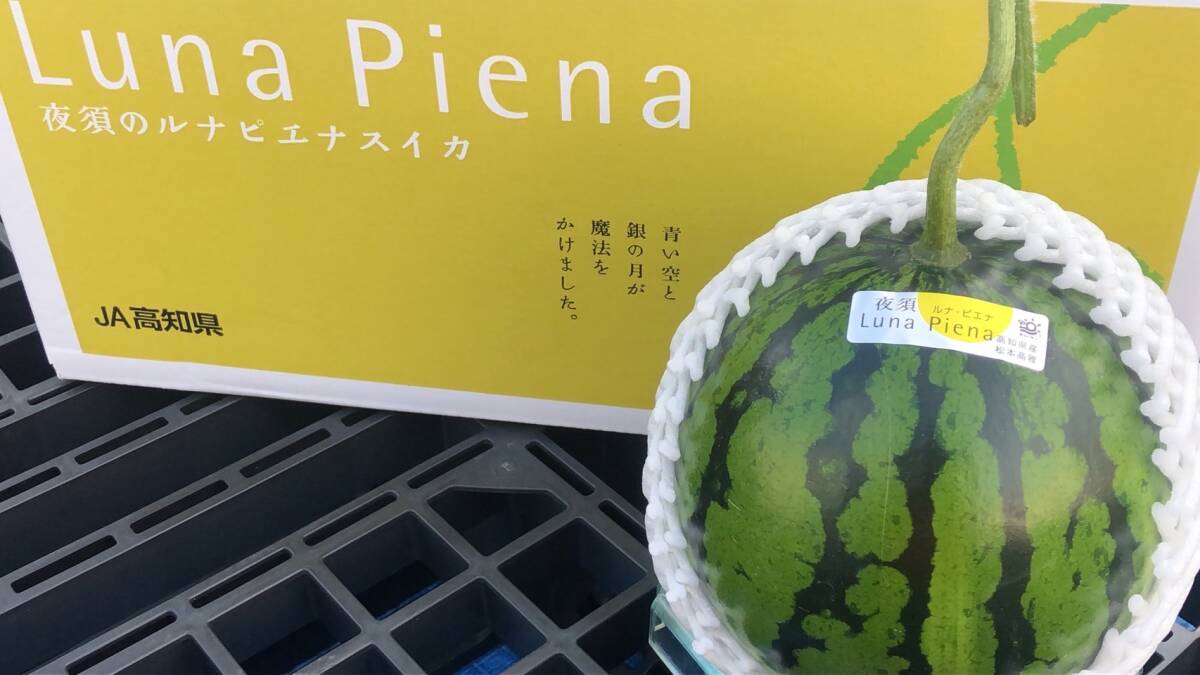 高知県産 夜須のルナピエナ スイカ 秀品 1玉入 (約2kg~2.5kg)Luna Piena すいか_画像1