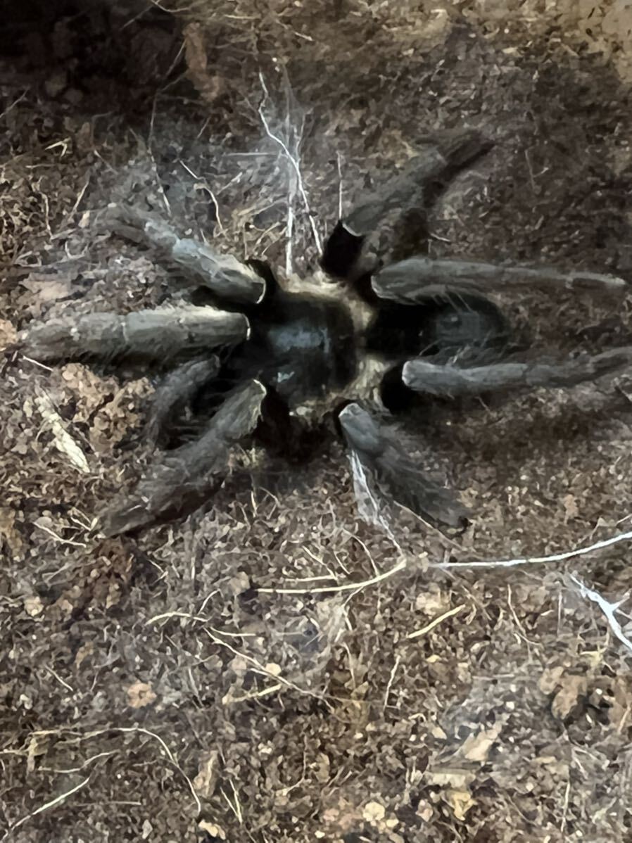 Ornithoctoninae sp. Ho chi minh” タランチュラ1円スタート_画像2