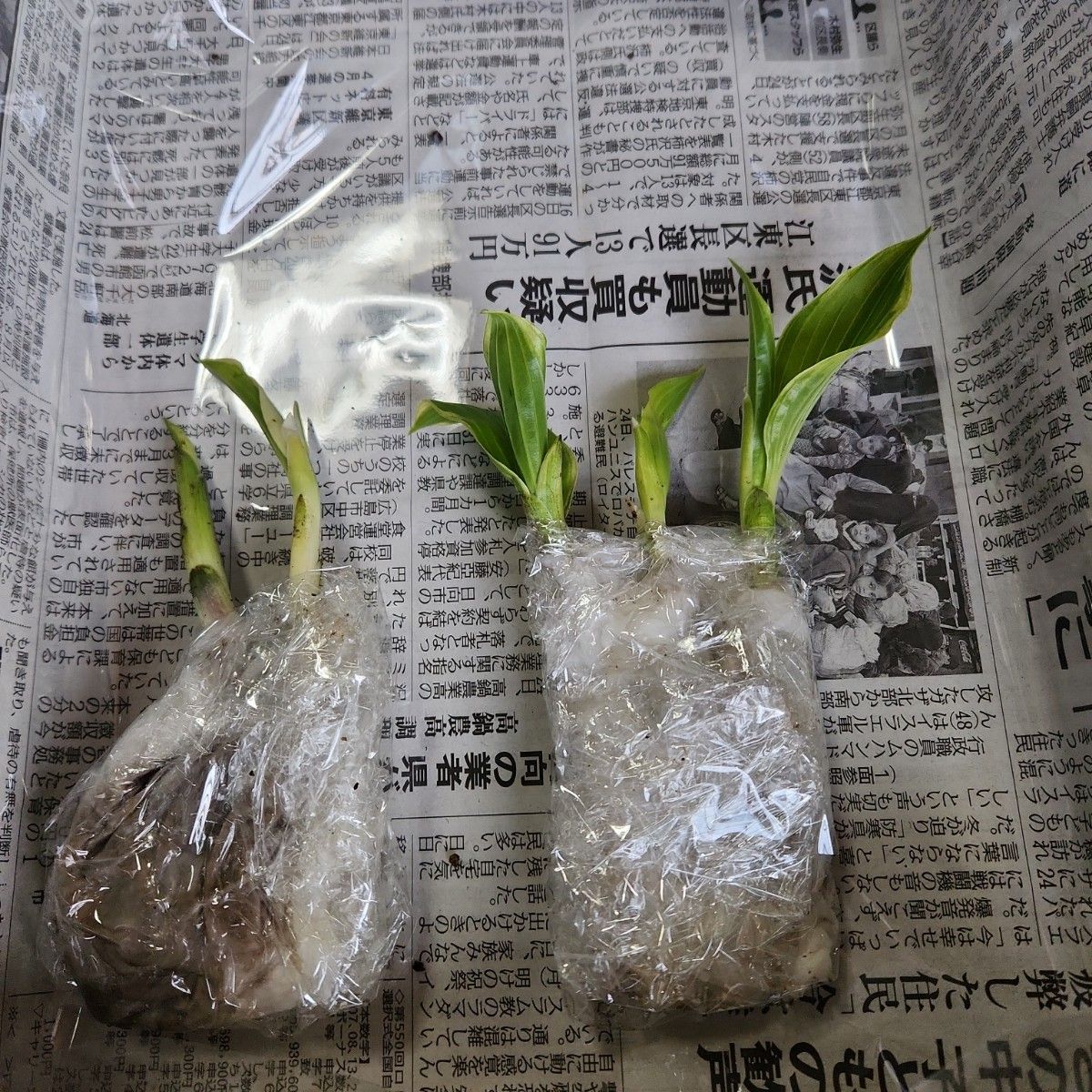 ネコポス発送！宮崎県産　福じいちゃんのギボウシ　４芽ほど