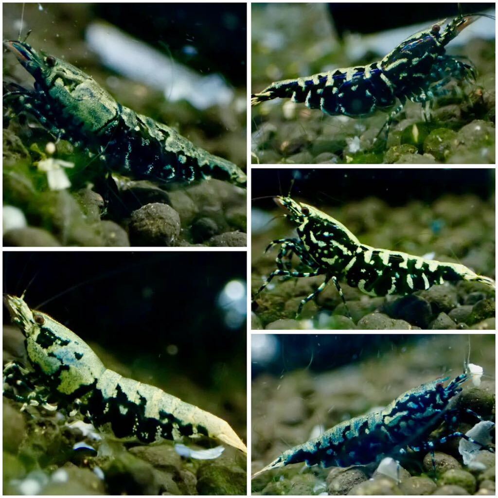 [ HY Shrimp ] Zeus generation female 5 pcs (. egg 3 pcs ) metal series somewhat larger quantity 