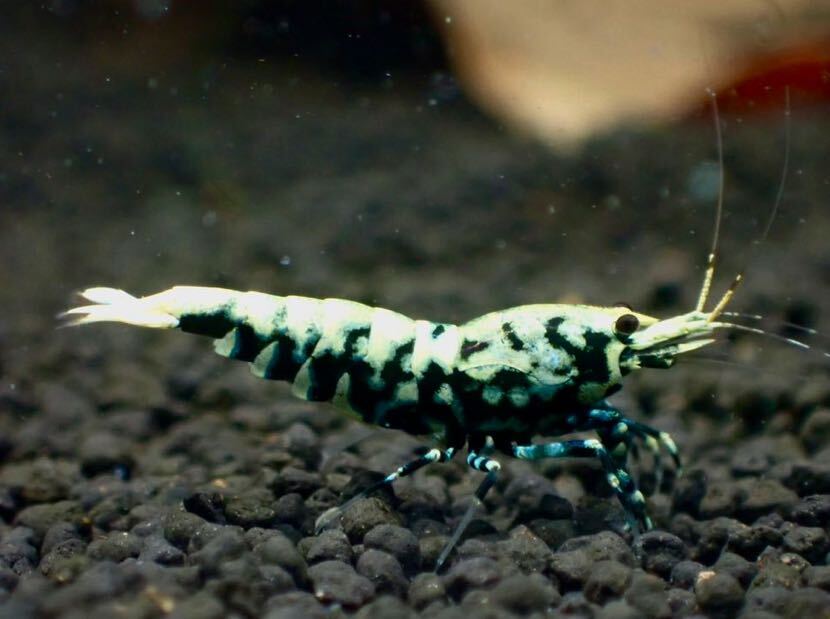 【 HY Shrimp 】ギャラクシーフィッシュボーン トリオ 雄１匹 雌２匹（抱卵１匹）_画像8