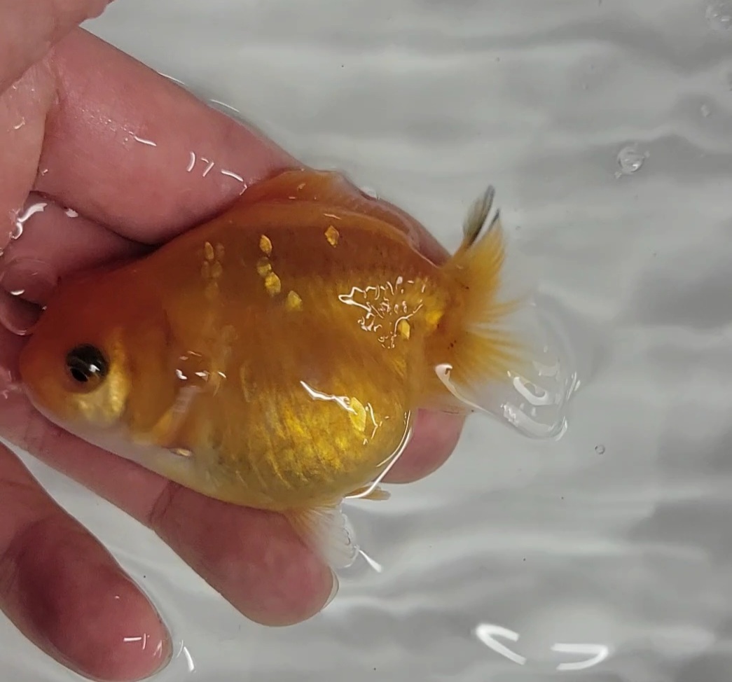【はなはな】オランダST 二歳魚 約7cm メス (動画あり) ⑥の画像5