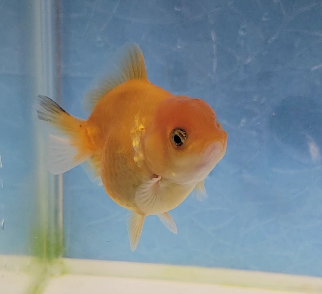 【はなはな】オランダST 二歳魚 約7cm メス (動画あり) ⑥の画像3