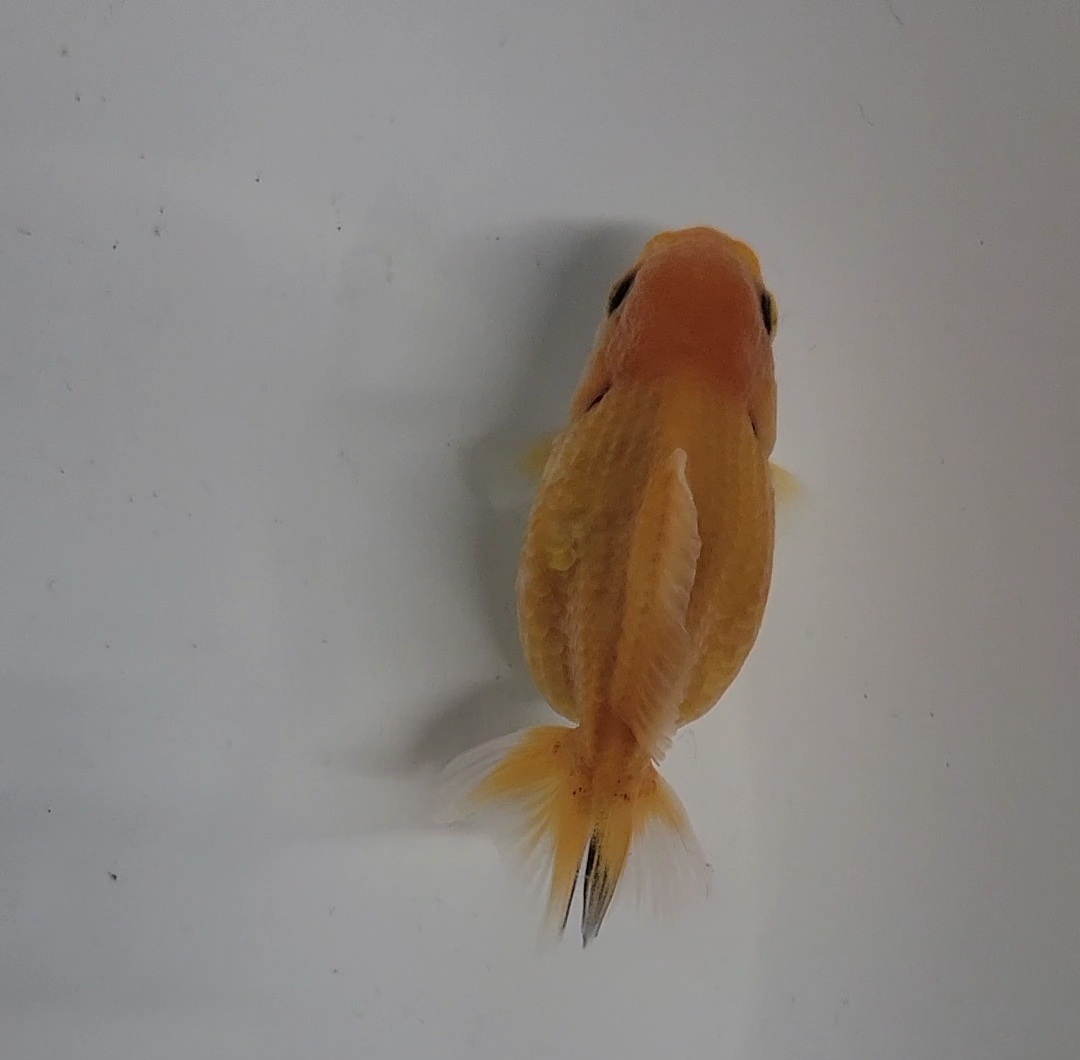 【はなはな】オランダST 二歳魚 約7cm メス (動画あり) ⑥の画像4