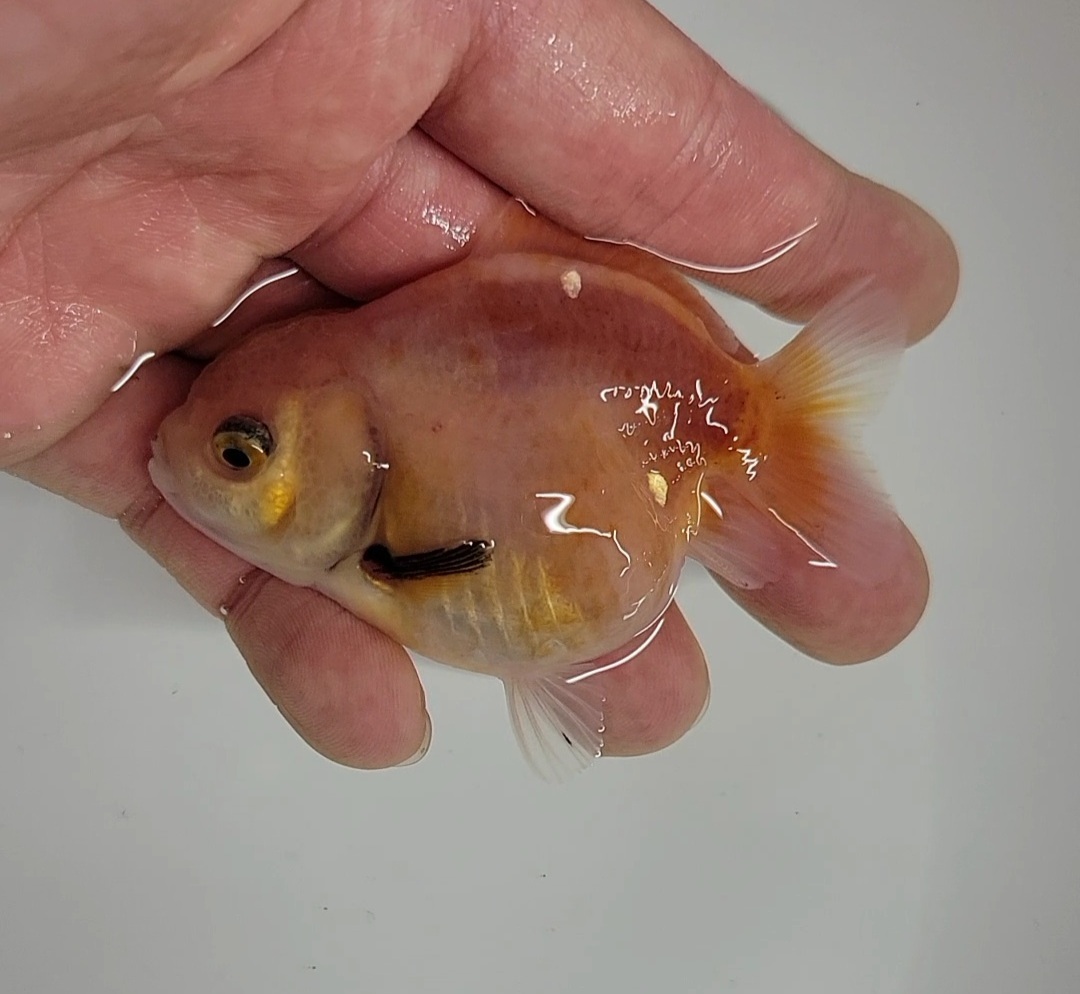 【はなはな】オランダST 二歳魚 約7cm メス (動画あり) ⑧の画像5