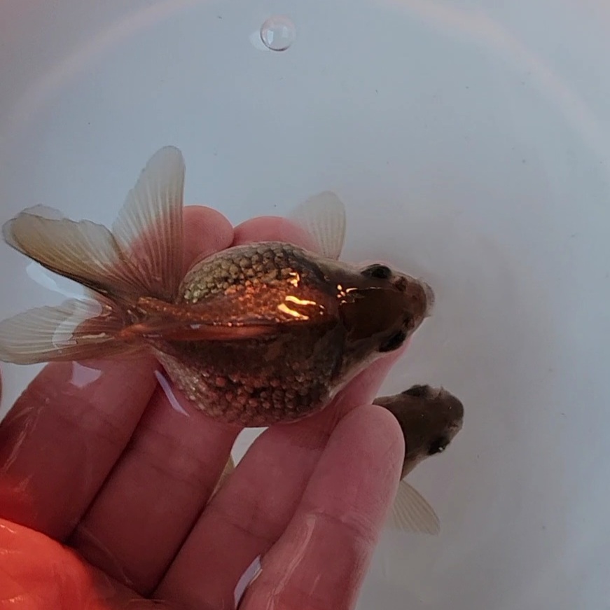 【はなはな】ピンポンパール　二歳魚　オスメスペア　約7.5cm　(動画あり)　⑦_画像4