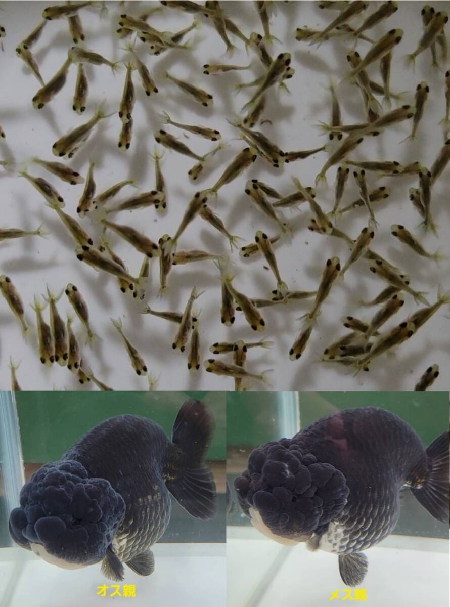 【はなはな】黒らんちゅう　稚魚20匹　約1.2～1.5cm前後　(動画あり)_画像1