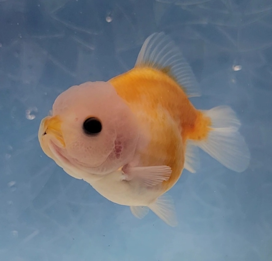 【はなはな】オランダST　二歳魚　約7.5cm　メス　(動画あり)　②_画像1