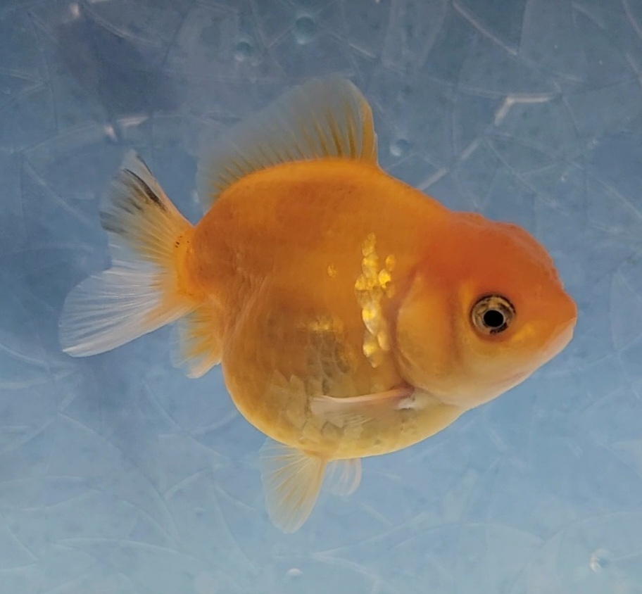 【はなはな】オランダST 二歳魚 約7cm メス (動画あり) ⑥の画像2