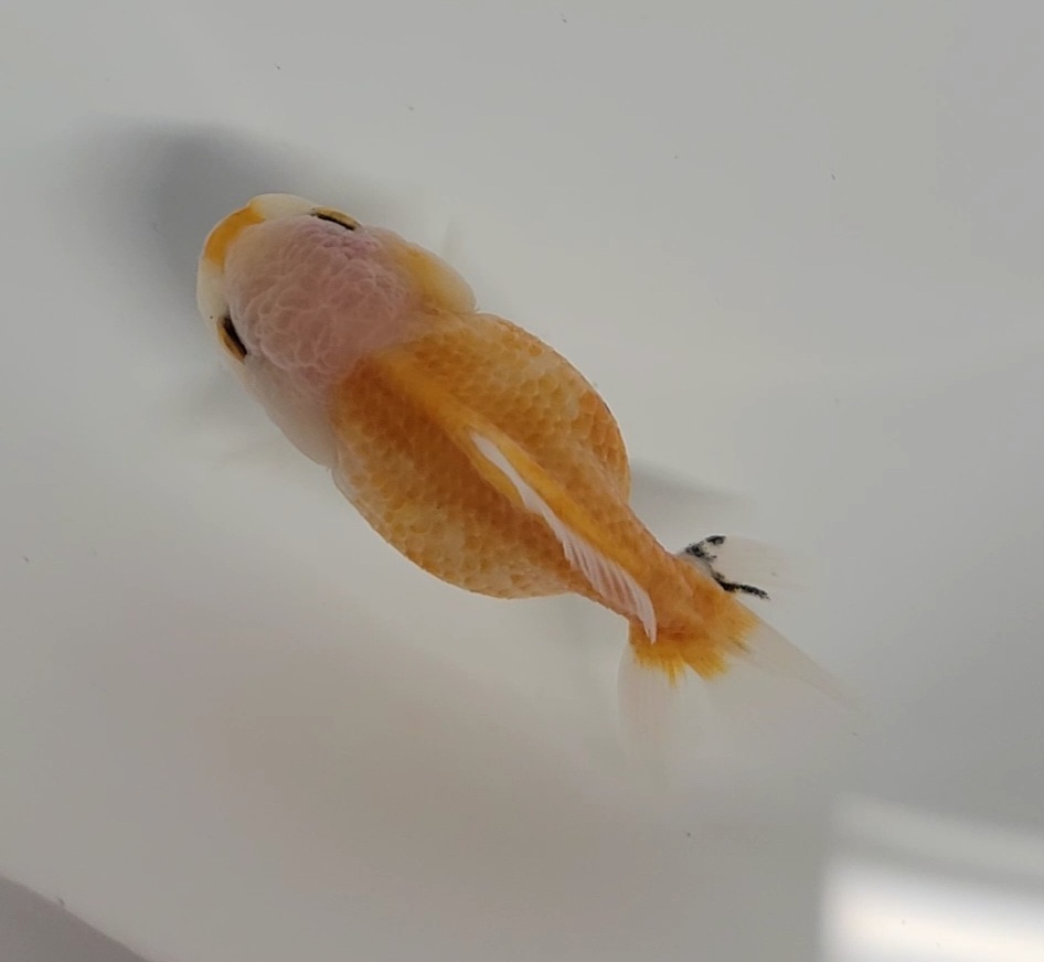 【はなはな】オランダST　二歳魚　約7.5cm　メス　(動画あり)　②_画像5