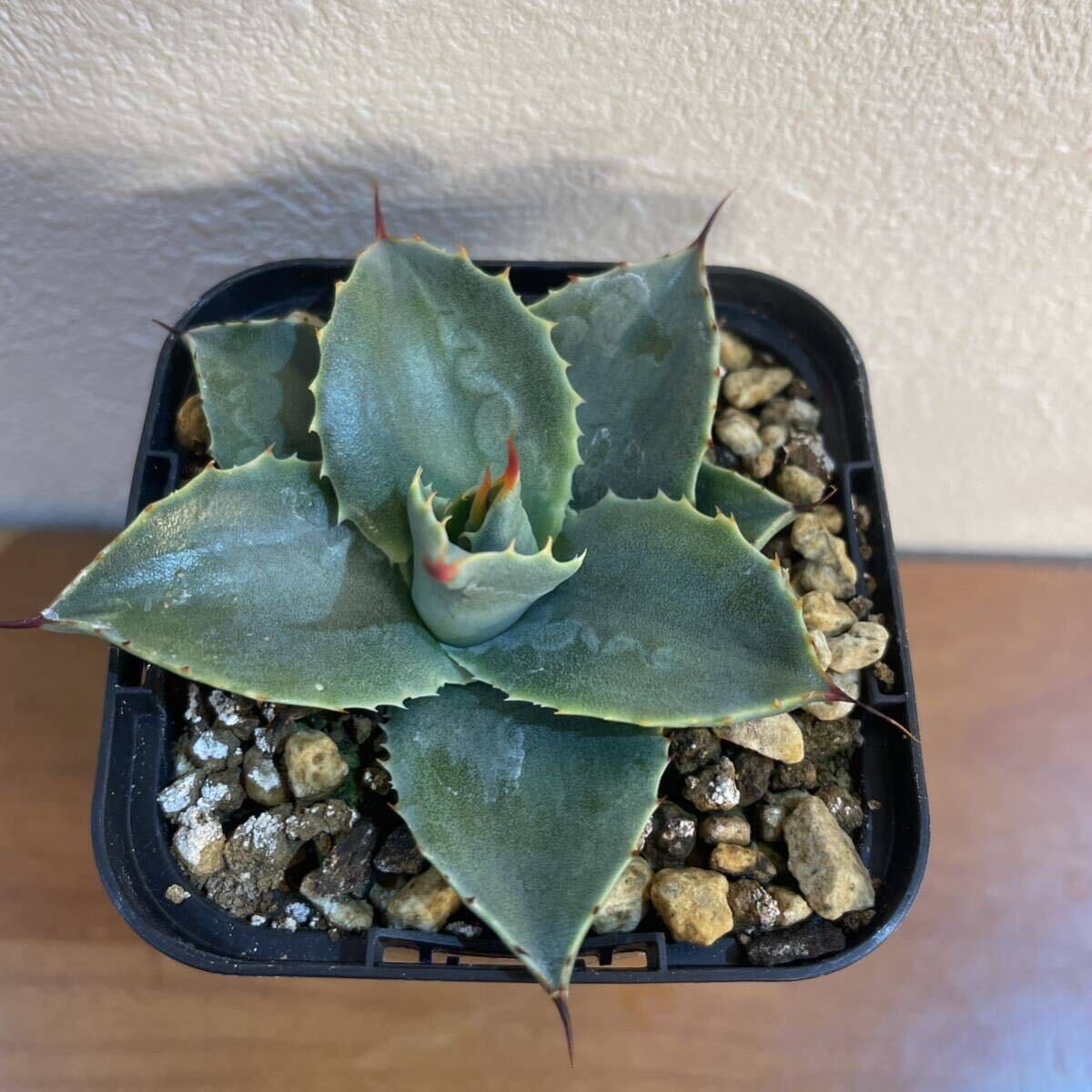 パリーホーチエンシス実生 Agave parryi var. huachucensis seedingの画像5