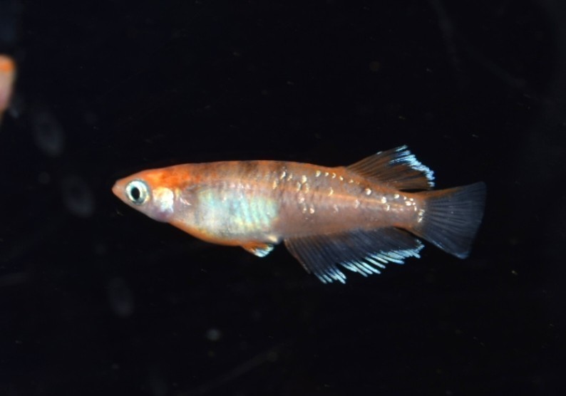 [NEXTメダカ]　極上　三幻（さんげん）赤斑柄　若魚1ペア　雌光体型、雄キッシング　　3ヶ月程の個体　_画像1