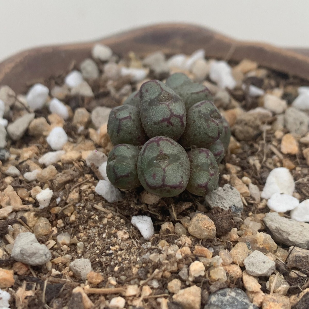 G433 ♀八重垣姫×♂プラキツム (Conophytum ficiforme”placitum”S.H.コノフィツムフィシフォルメフィキフォルメ プラキツムハマー) 10点_画像2