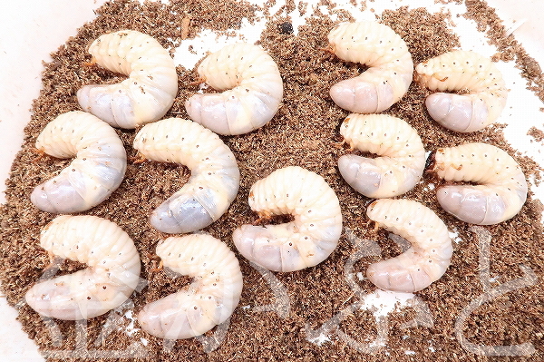 ≪発送地域限定≫天然！　カブトムシ幼虫　愛知県武豊町産　♂７頭・♀５頭【金かぶと】_画像1