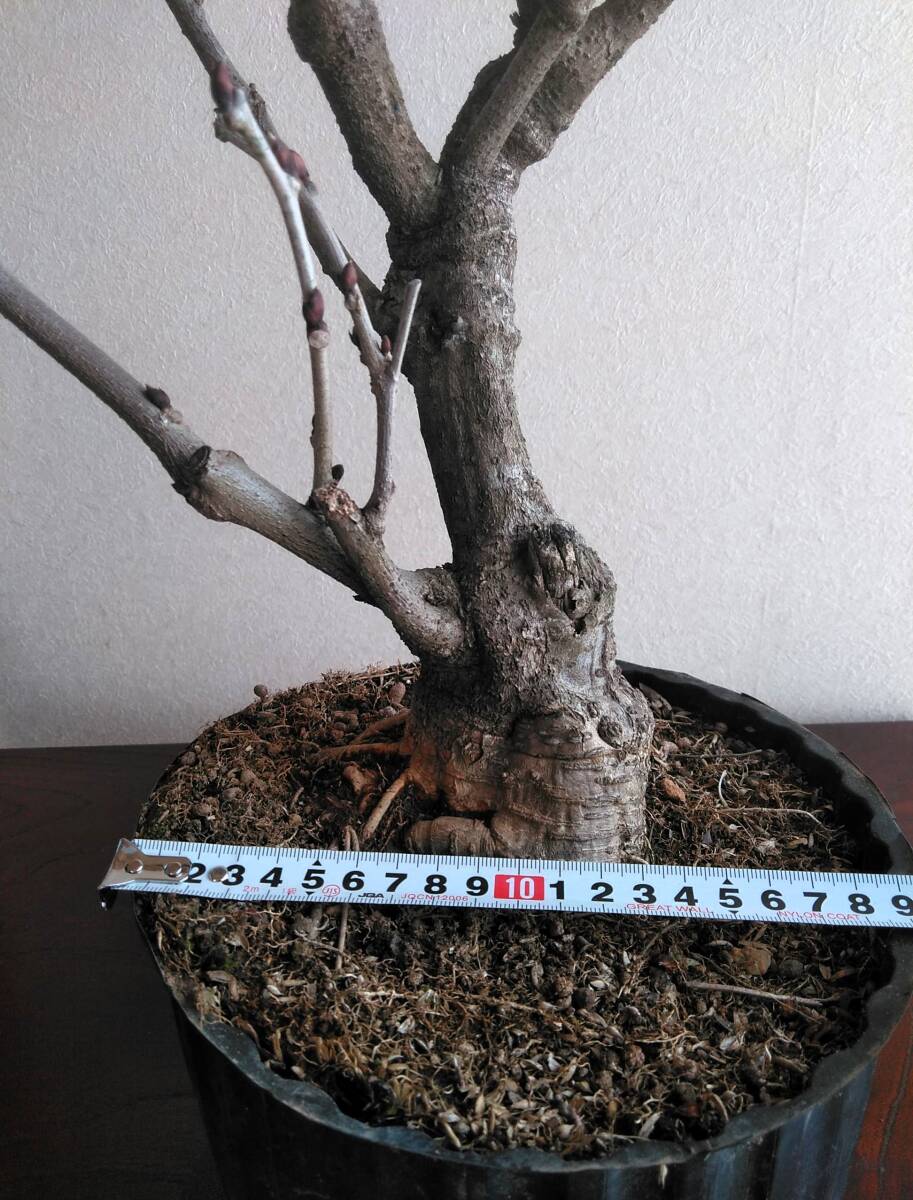 藤 フジ【本紅】盆栽 樹高37cm 超極太 特選樹 枝振り最高 古色！！ _画像5