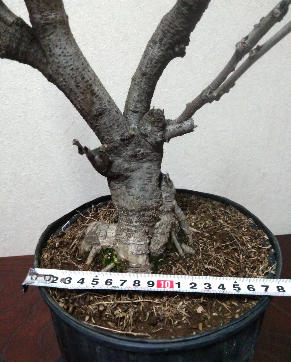 藤 フジ【口紅】盆栽 樹高40cm 超極太 どっしり 枝振り！！の画像6