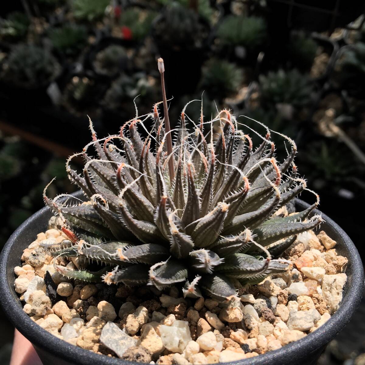 【原種】 ハオルチア モンタナ　H. nortieri var. montana, 04-109, Ouberg pass　多肉植物_親株画像参考