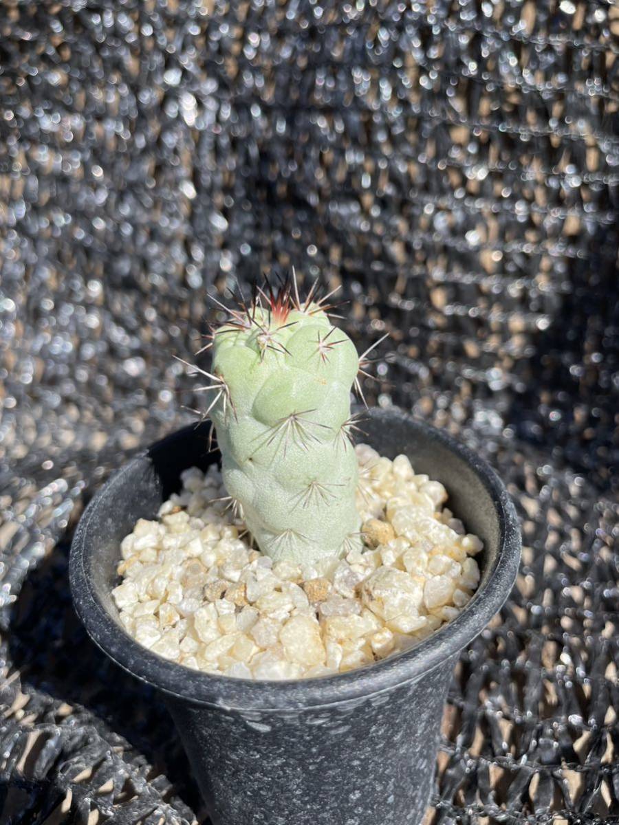 44 Ortegocactus macdougallii　オルテゴカクタス　マクドガリー_画像5