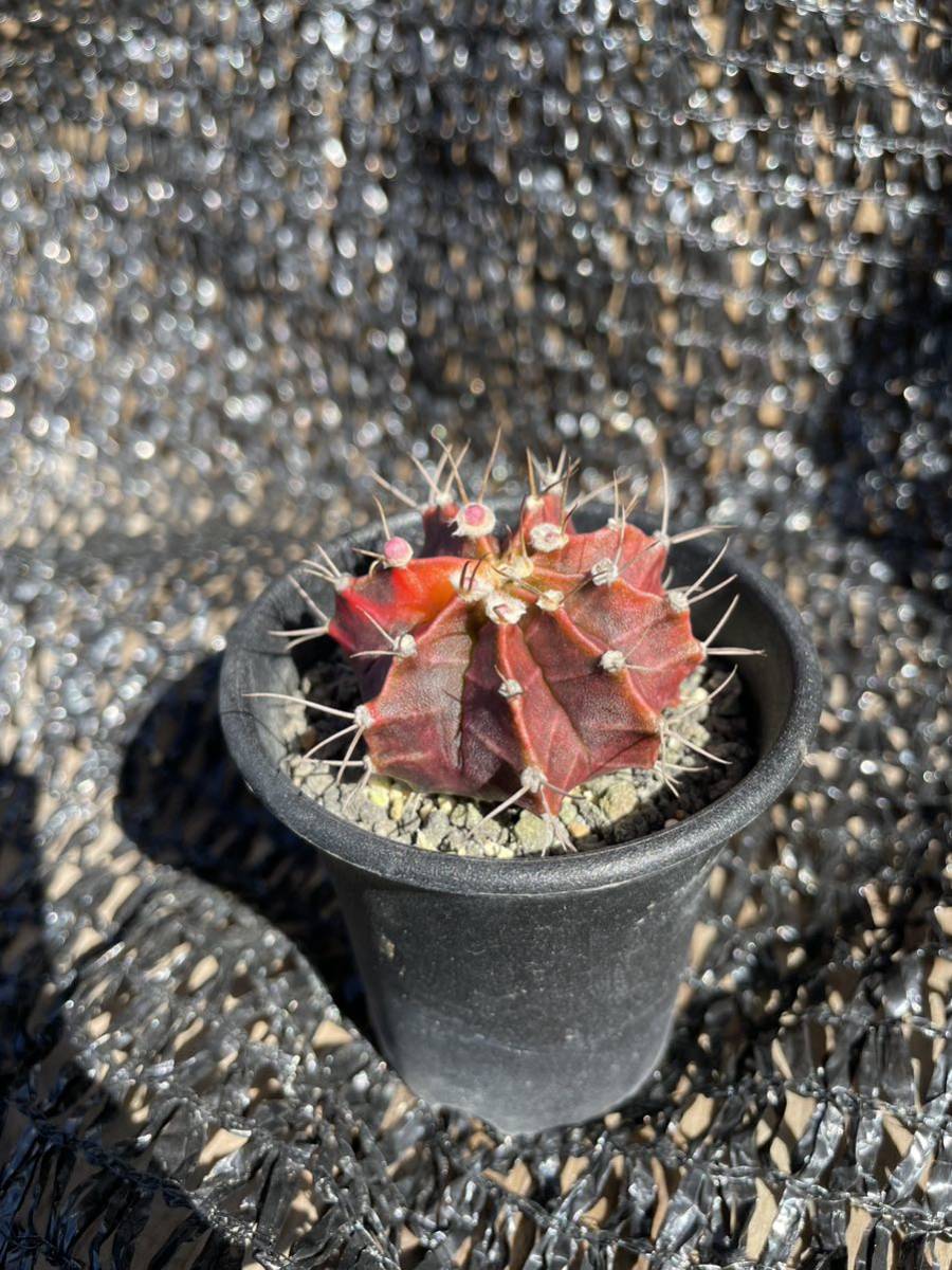 45 Gymnocalycium ギムノカリキュウム　緋牡丹_画像2