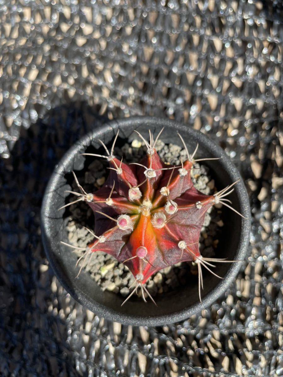 45 Gymnocalycium ギムノカリキュウム　緋牡丹_画像6