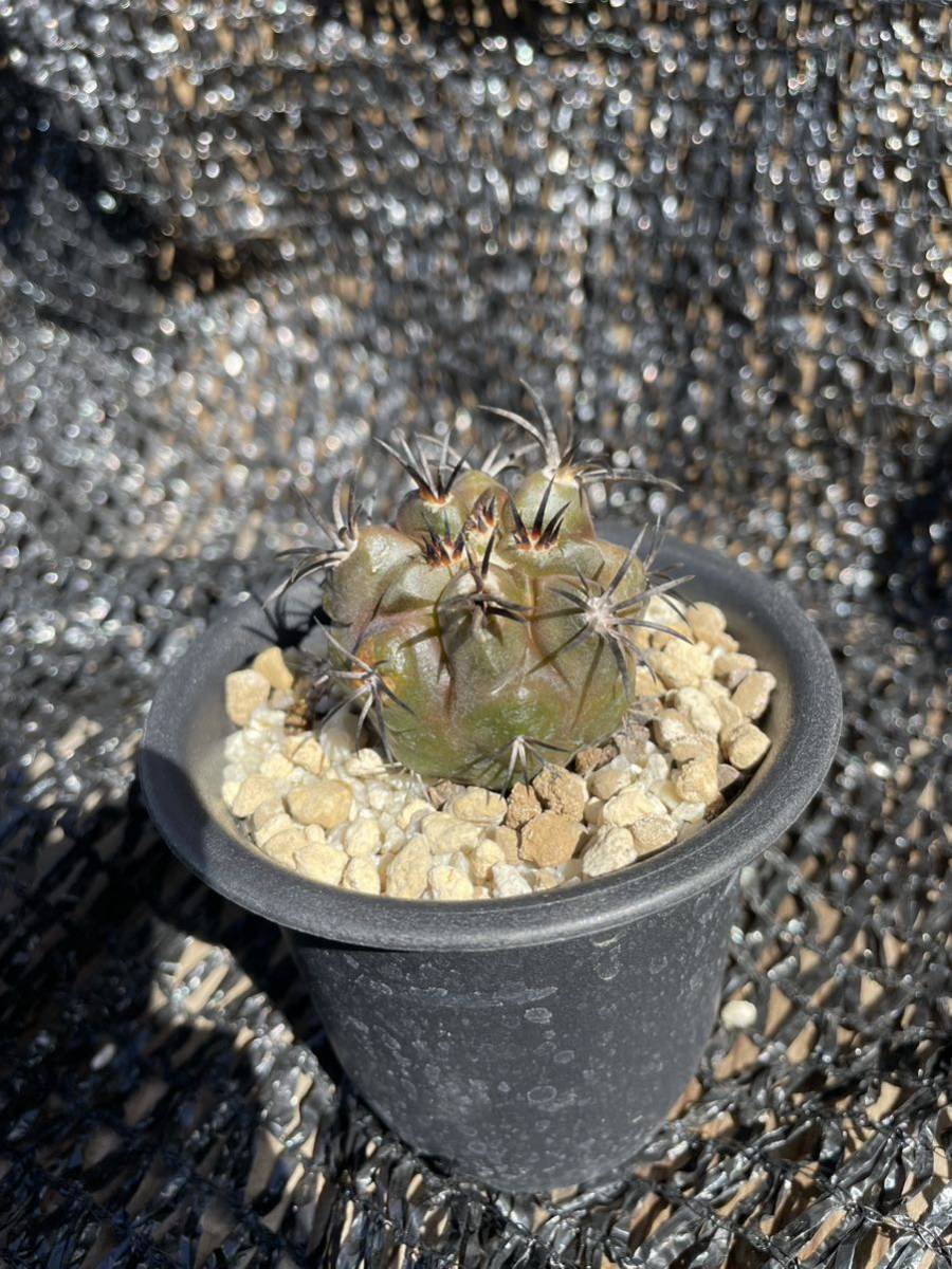 47 Copiapoa dura コピアポア デュラ_画像4