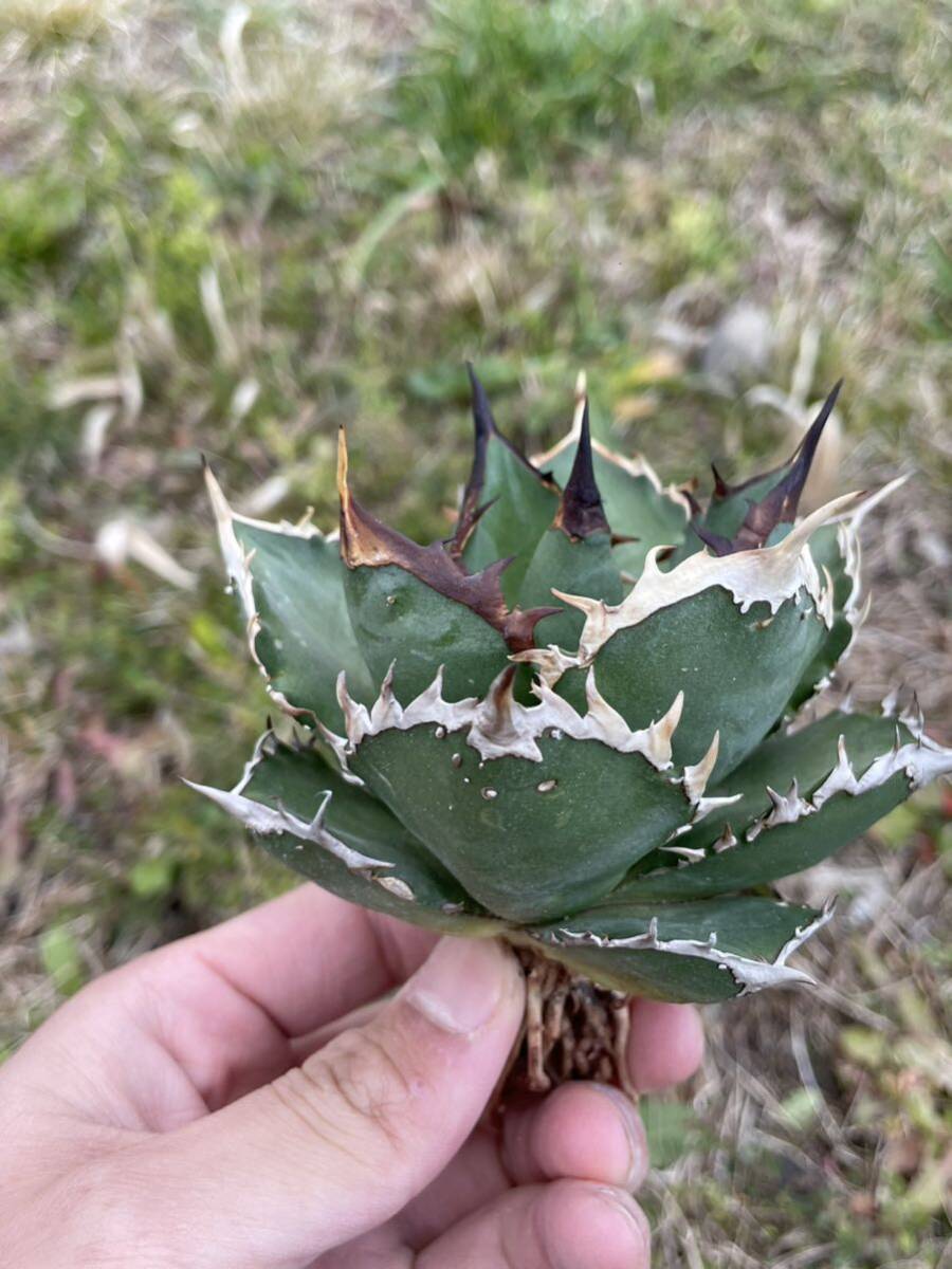 25 Agave titanota Shark アガベ チタノタ シャークの画像2