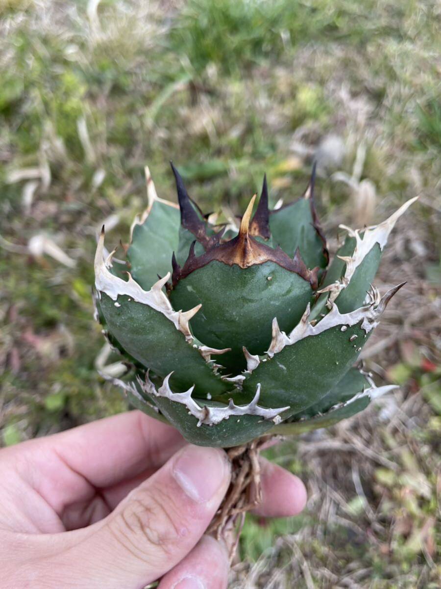 25 Agave titanota Shark アガベ チタノタ シャークの画像1