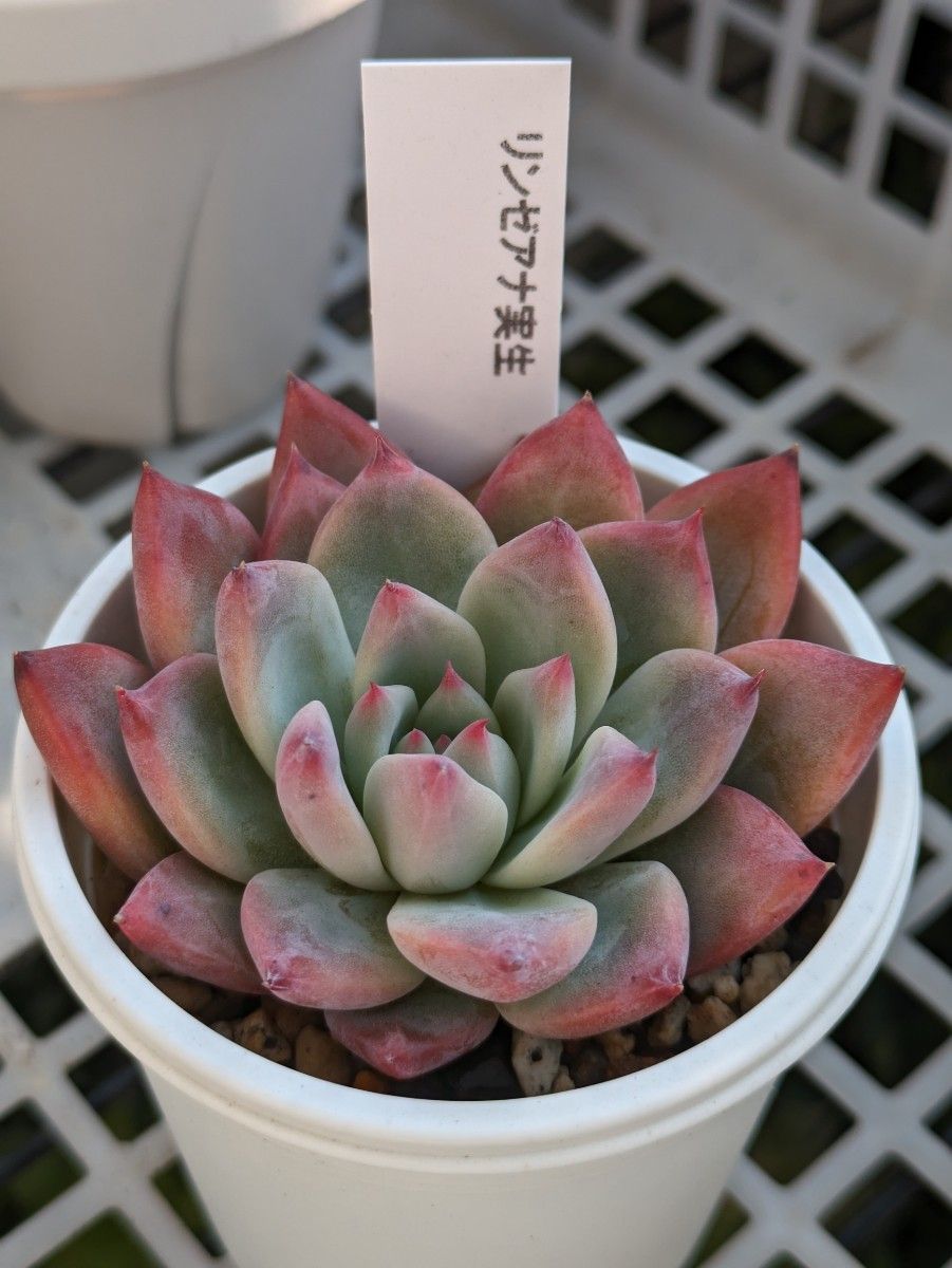 リンゼアナ 札付き 多肉植物 エケベリア コロラータ|Yahoo リンゼアナ 札付き 多肉植物 エケベリア コロラータ|Yahoo