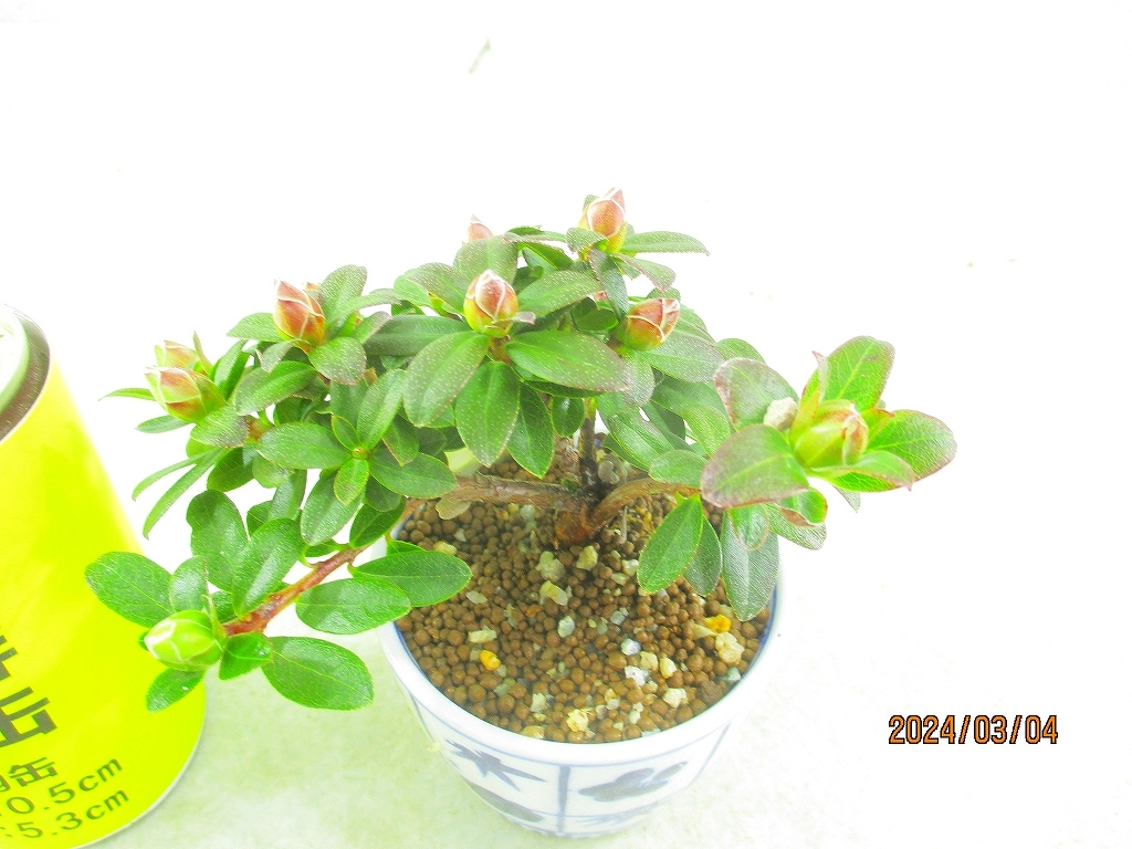 [.. shop green ..] Mini rhododendron Len 3/4.~ flower change supposition (3319 pattern go in white . circle pot ) total height 12.[ small size postage ]* same packing is [ together transactions ] procedure strict observance *